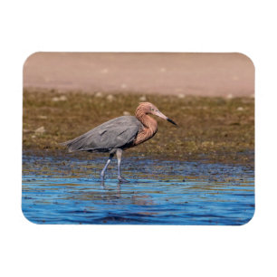 Reddish Egret on North Beach Magnet