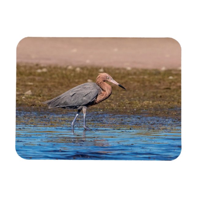 Reddish Egret on North Beach Magnet (Horizontal)