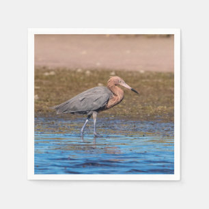 Reddish Egret on North Beach Napkin