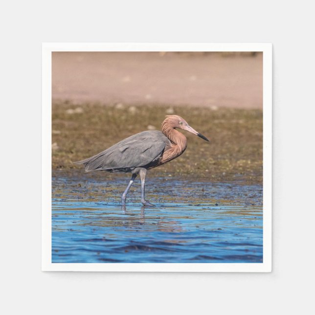 Reddish Egret on North Beach Napkin (Front)