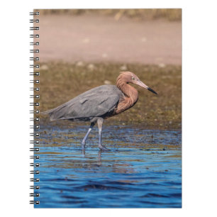 Reddish Egret on North Beach Notebook