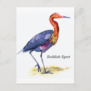 Reddish Egret postcard