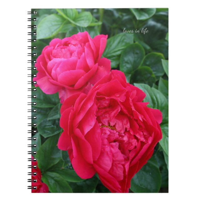 Reddish Pink Peony  Notebook (Front)
