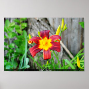 Reddish Yellow Flower Poster