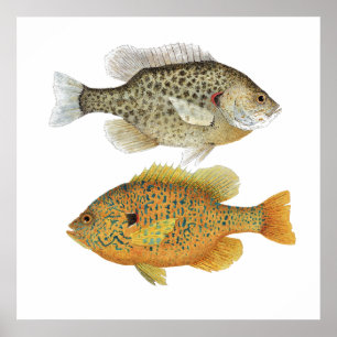 Redear & Pumpkinseed Sunfish Art Poster