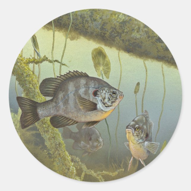 Redear Sunfish Classic Round Sticker (Front)