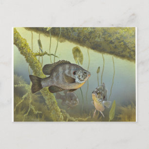 Redear Sunfish Postcard