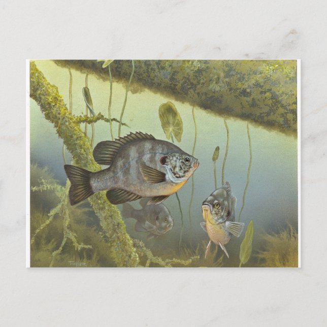 Redear Sunfish Postcard (Front)