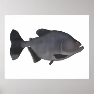 Redeye Piranha Poster