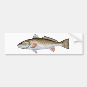 REDFISH BUMPER STICKER