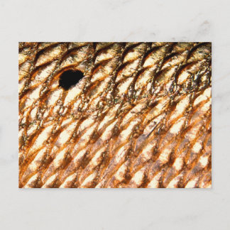 "Redfish" - Red Drum by PatternWear© Postcard