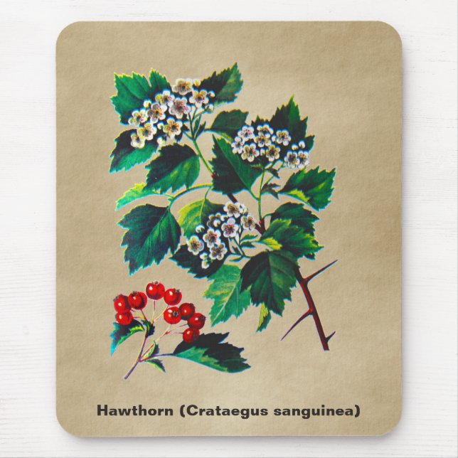 Redhaw Hawthorn On Old Paper Mouse Pad (Front)