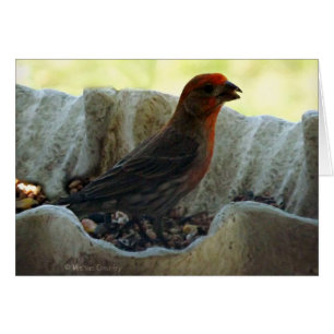 Redhead Bird