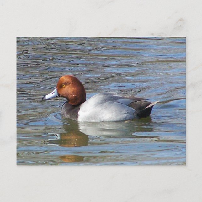Redhead Drake Postcard (Front)