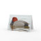 Redhead Duck Drake