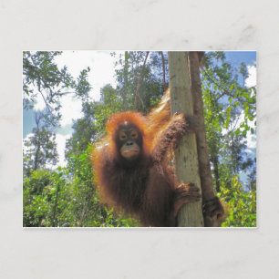 Redhead in Indonesia Postcard