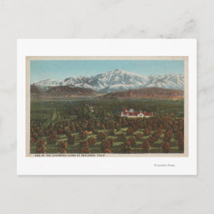 Redlands, CA - Mountain & Orchard Scene Postcard