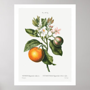 REDOUTÉ "BITTER ORANGE" BOTANICAL POSTER