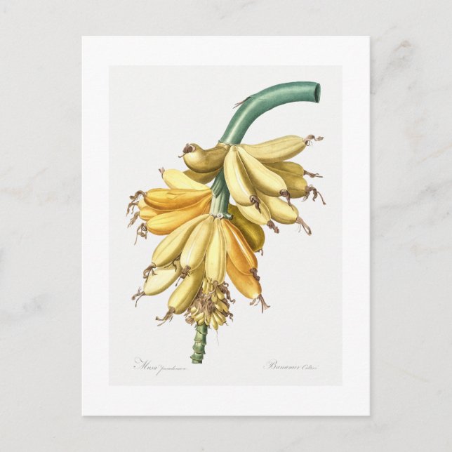 REDOUTÉ BOTANICAL "BANANAS" POSTCARD (Front)