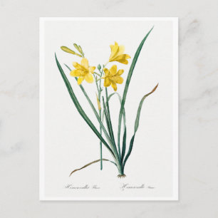 REDOUTÉ BOTANICAL "DAY LILY" POSTCARD
