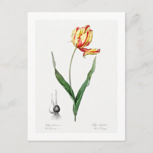 REDOUTÉ BOTANICAL "DIDIER'S TULIP" POSTCARD