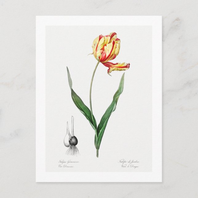REDOUTÉ BOTANICAL "DIDIER'S TULIP" POSTCARD (Front)