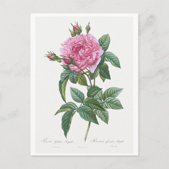 REDOUTÉ BOTANICAL "GALLIC ROSE" POSTCARD (Front)