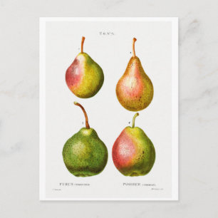 REDOUTÉ BOTANICAL ILLUSTRATION OF "PEARS" POSTCARD