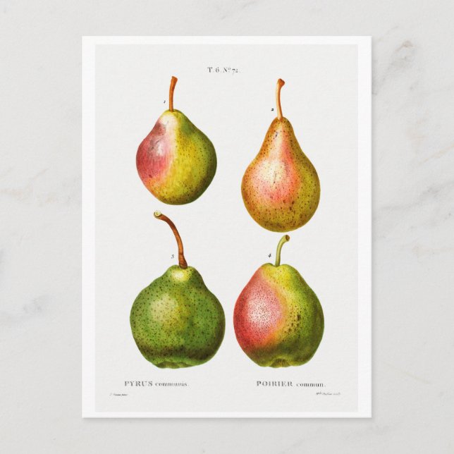 REDOUTÉ BOTANICAL ILLUSTRATION OF "PEARS" POSTCARD (Front)