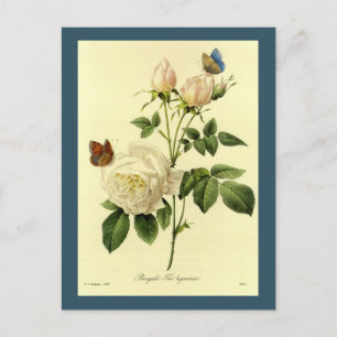 Redoute Illustration Bengal Rose Hymanee Postcard