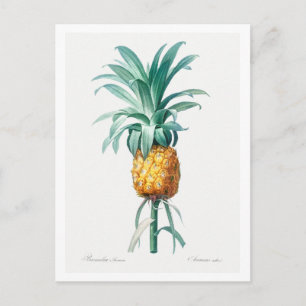 REDOUTÉ "PINEAPPLE" BOTANICAL POSTCARD