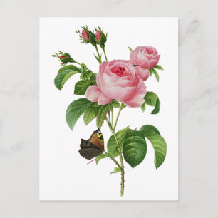 Redoute Pink Roses Postcard