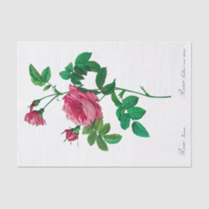 Redoute Rosa Inermis Tissue Paper