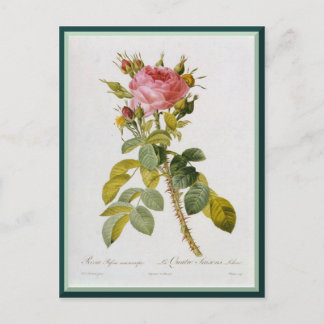 Redoute Rose Single Stem Postcard