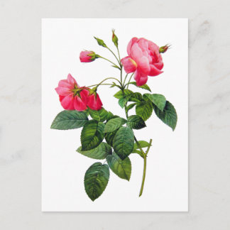 Redoute Roses Postcard