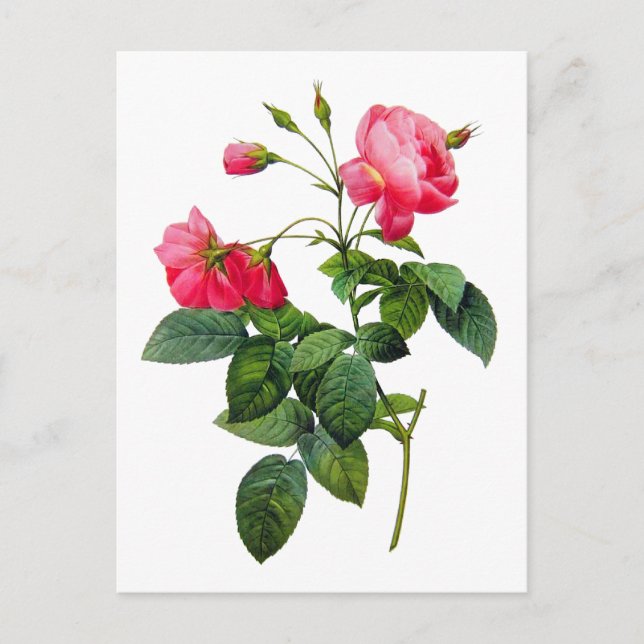 Redoute Roses Postcard (Front)