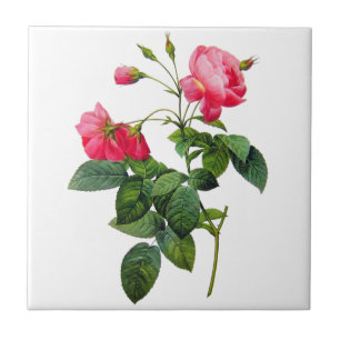 Redoute Roses Tile