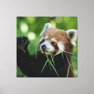 RedPanda 002 Canvas Print