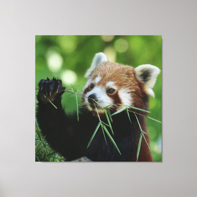 RedPanda 002 Canvas Print (Front)