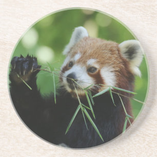 RedPanda 002 Coaster