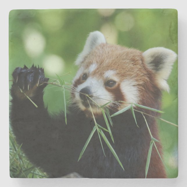 RedPanda 002 Stone Coaster (Front)