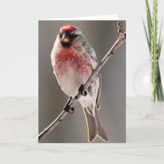 Redpoll 2 Greeting Card