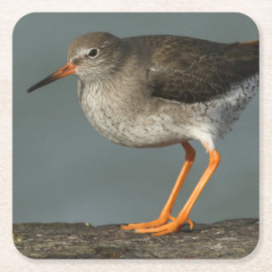 Redshank Tringa Totanus Square Paper Coaster