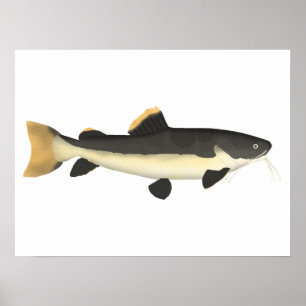 Redtail Catfish Poster