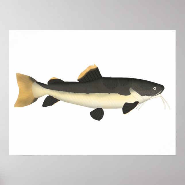 Redtail Catfish Poster (Front)