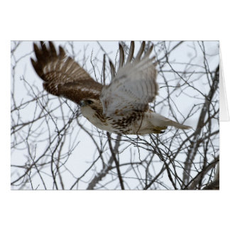 Redtail Hawk