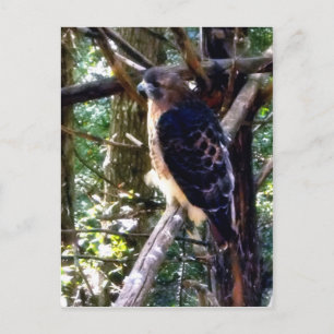 Redtail Hawk on Branch Postcard