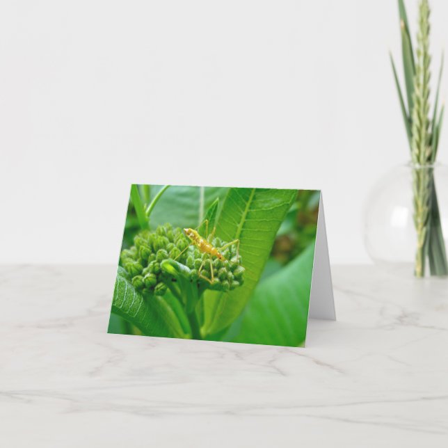 Reduviid Assassin Bug Note Card (Front)