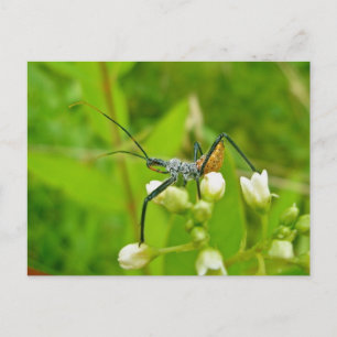 Reduviid Black & Orange Postcard