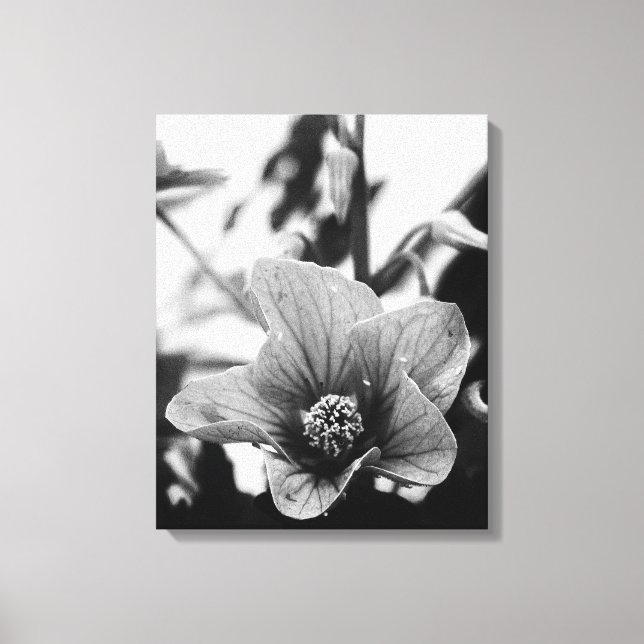Redvein Abutilon Flower Black and White Photograph Canvas Print (Front)
